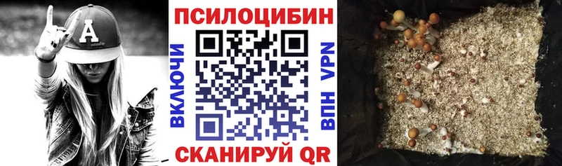 где купить наркоту  Каменск-Шахтинский  Галлюциногенные грибы Psilocybe 