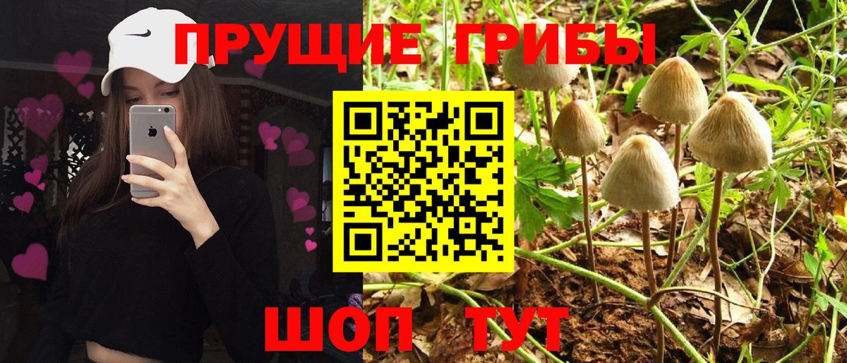 Псилоцибиновые грибы GOLDEN TEACHER Каменск-Шахтинский